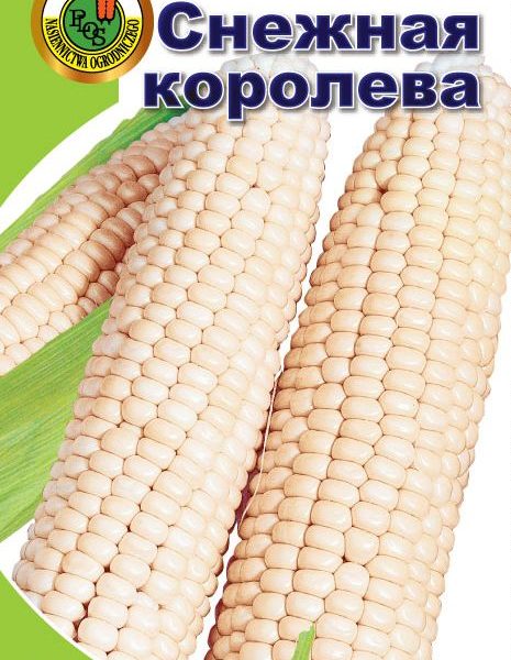 kukuruzasaharnayakoroleva