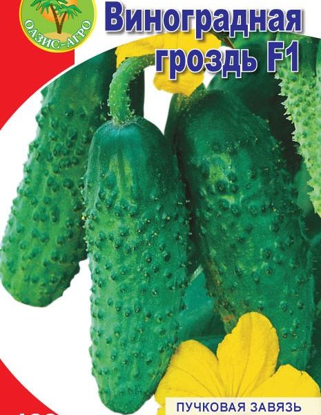 oguretzvinogradnayagrozd