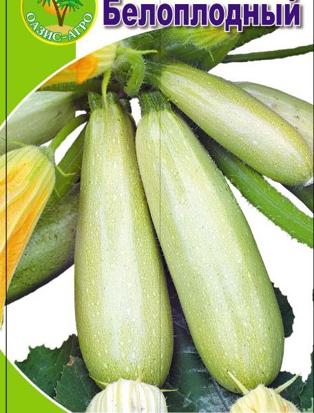 kabachokBeloplodnuy