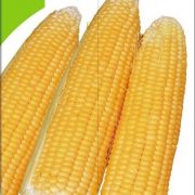 kukuruzaDelikatesna
