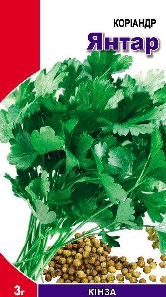 кориандр