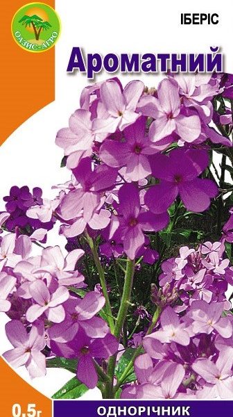 іберіс ароматний